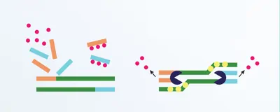 Infographic showing how recombinase polymerase amplification (RPA) technique works.